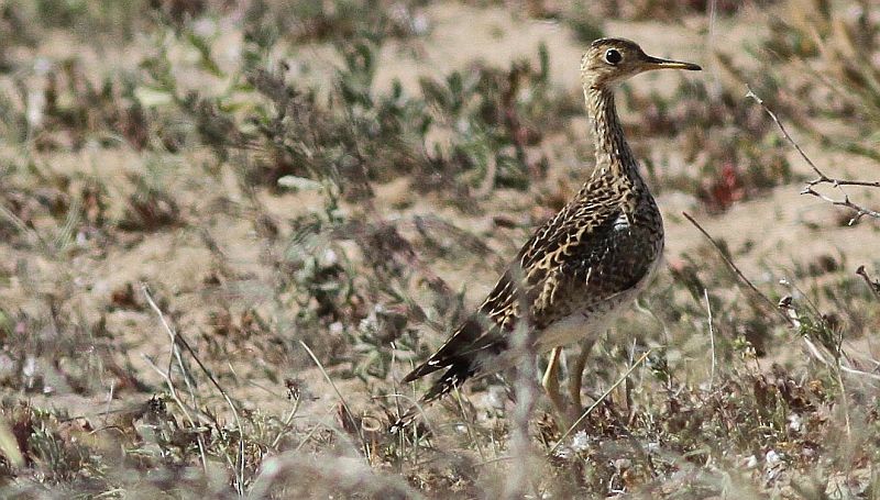 Upland Sandpiper - Micha Arved Neumann