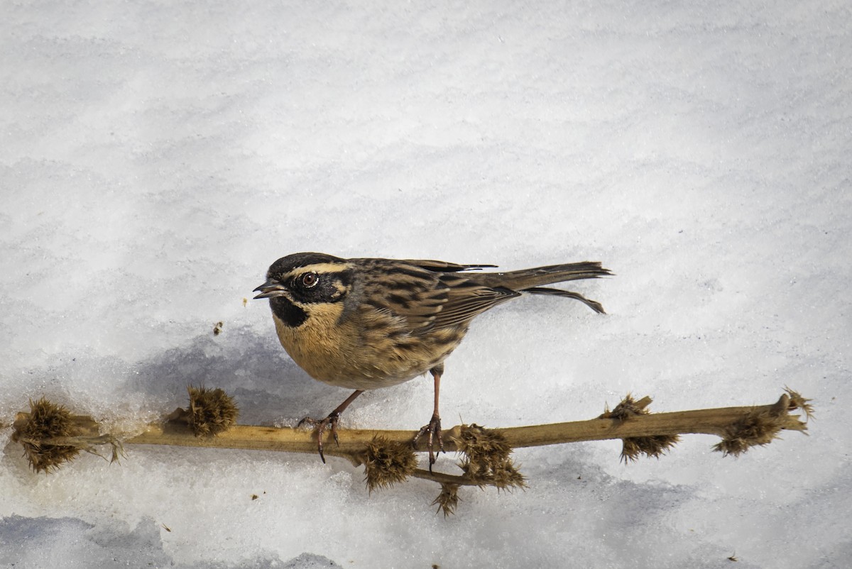 Black-throated Accentor - Waseem Bhat