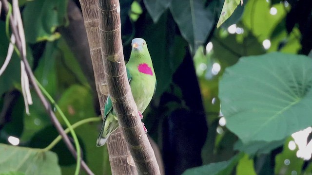 Claret-breasted Fruit-Dove - ML524303811