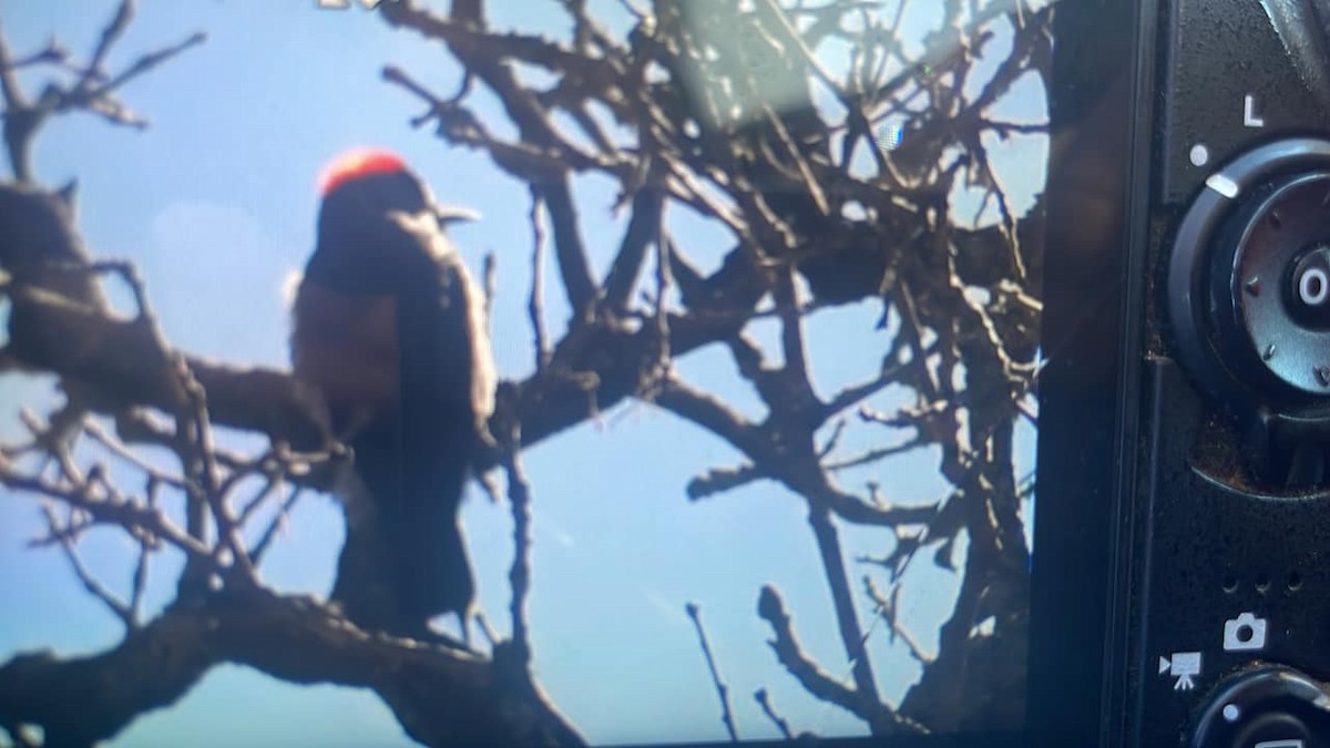Acorn Woodpecker - ML524304651
