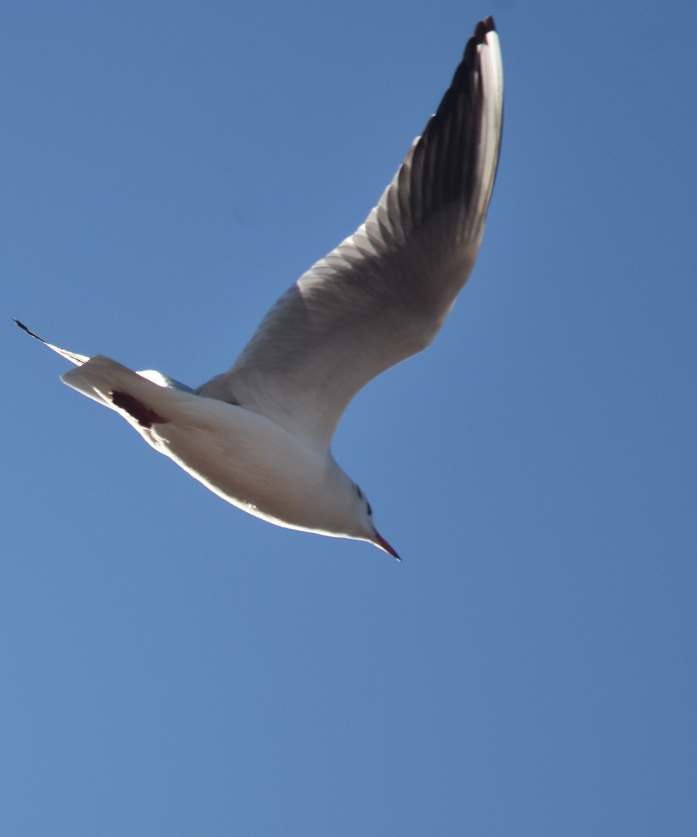 Black-headed Gull - ML524304831