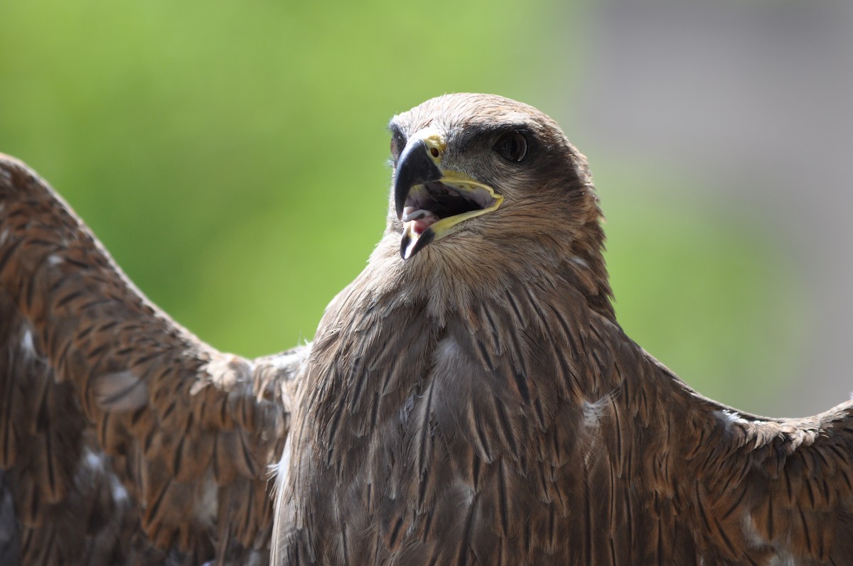 Black Kite - ML524305191