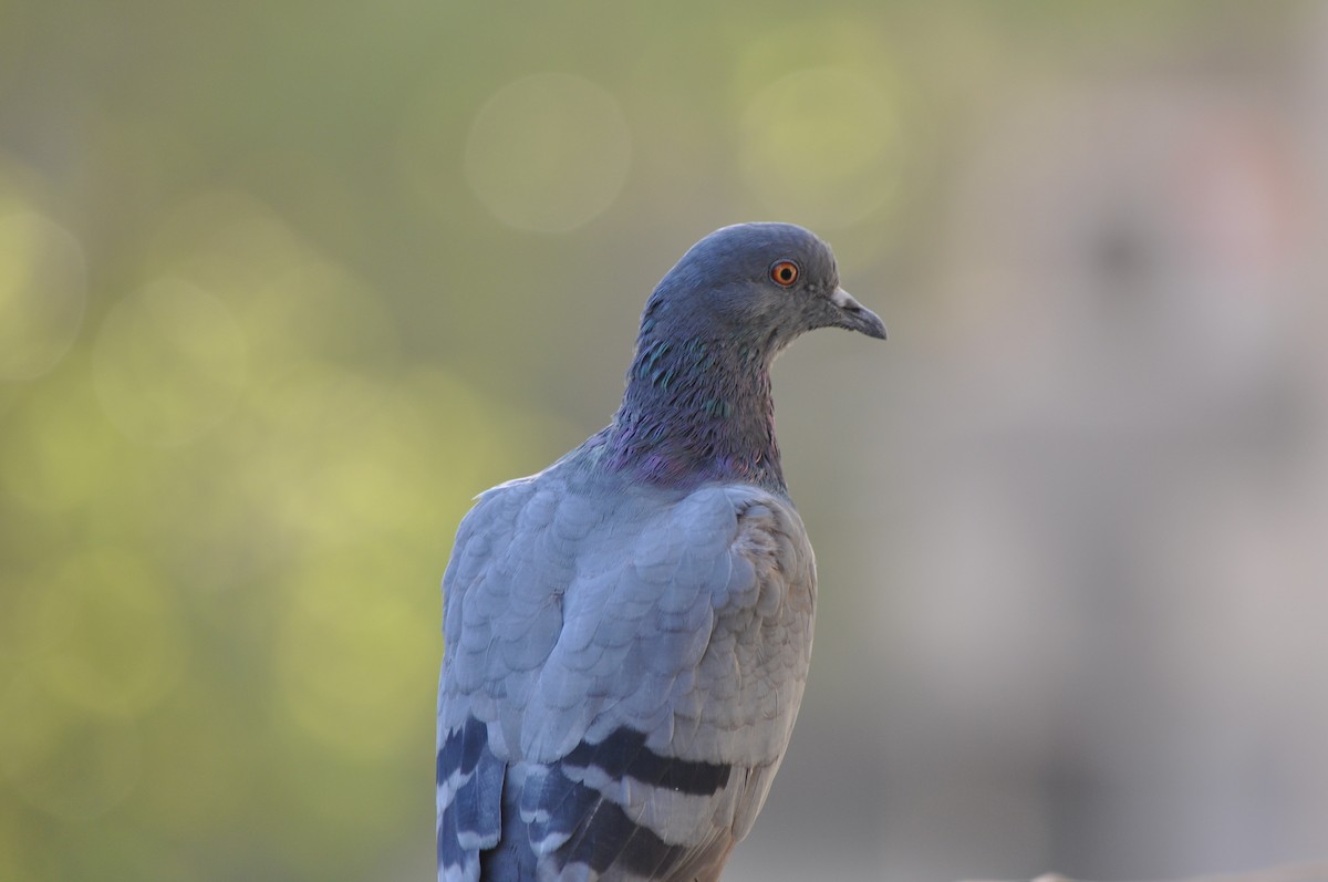 Rock Pigeon (Feral Pigeon) - ML524305361