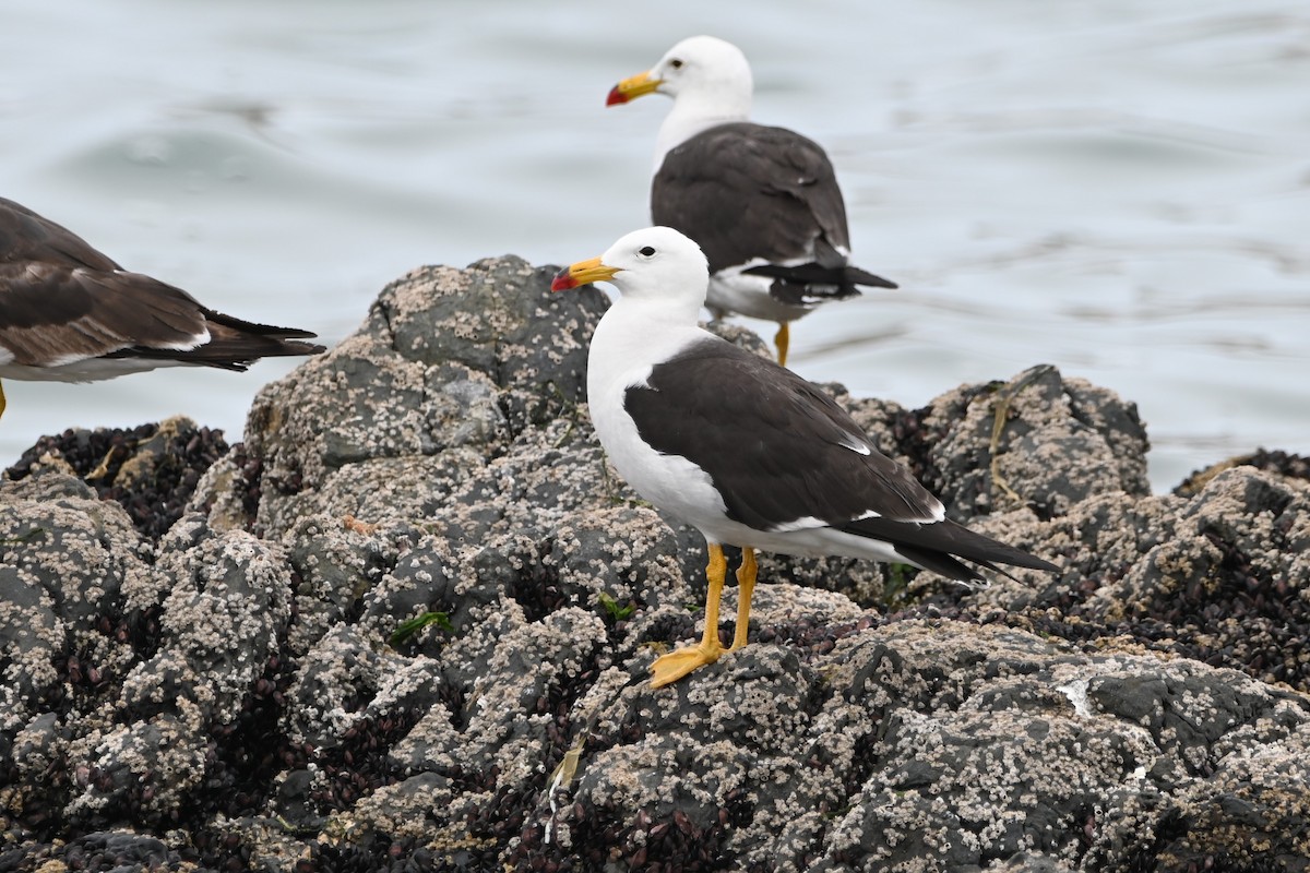 Belcher's Gull - ML524305421