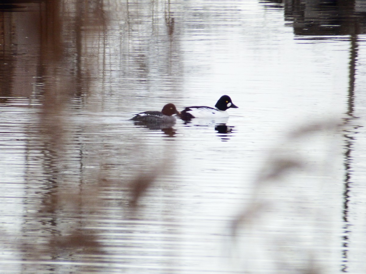 Common Goldeneye - ML524305671