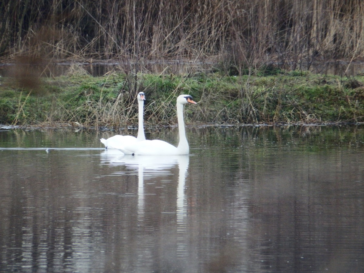 Mute Swan - ML524306241