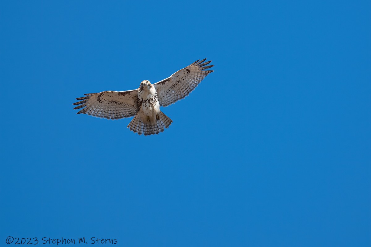 Red-tailed Hawk - ML524306341