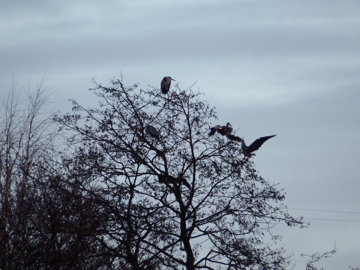 Gray Heron - ML524306711