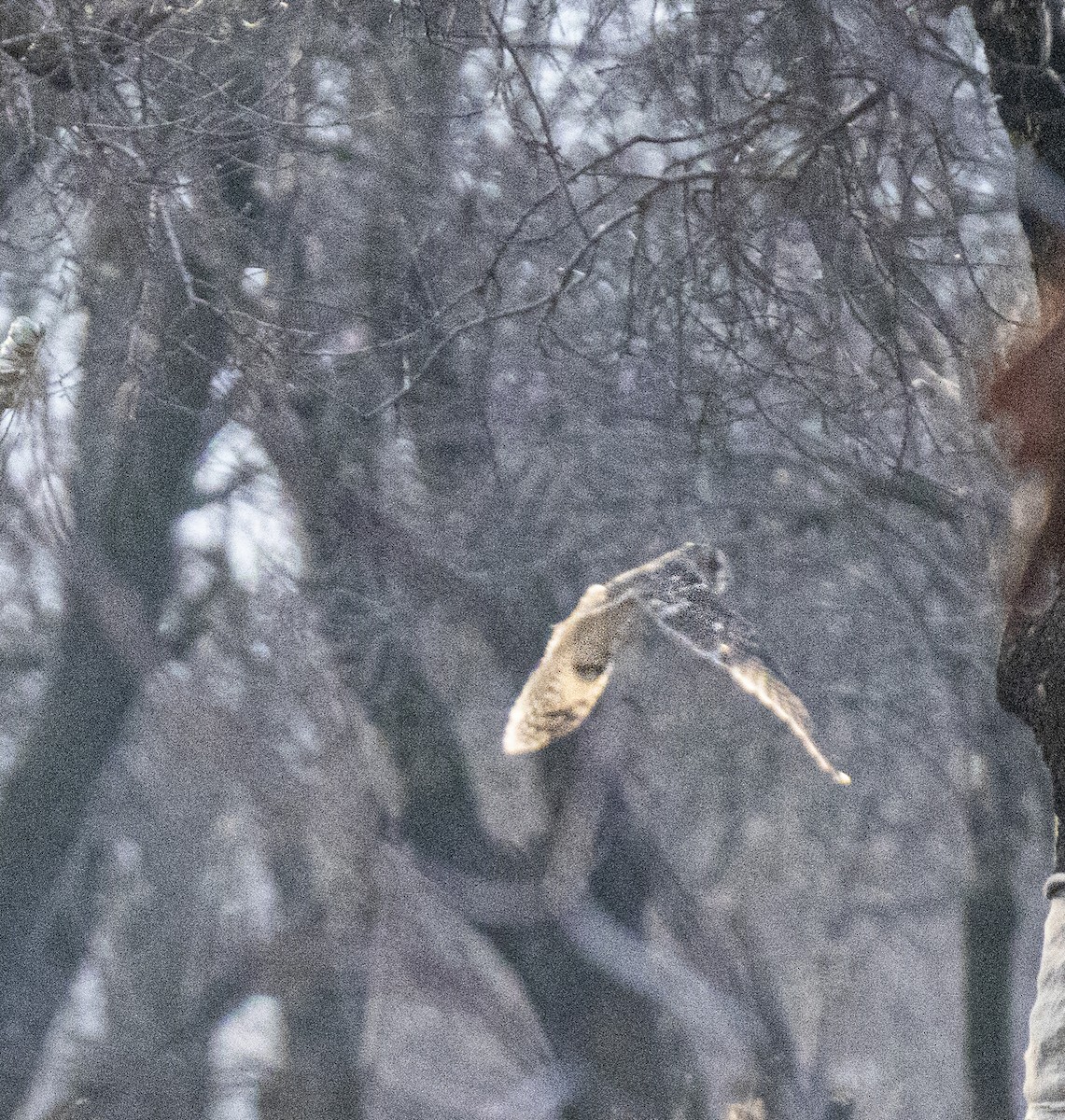 Short-eared Owl - ML524306731