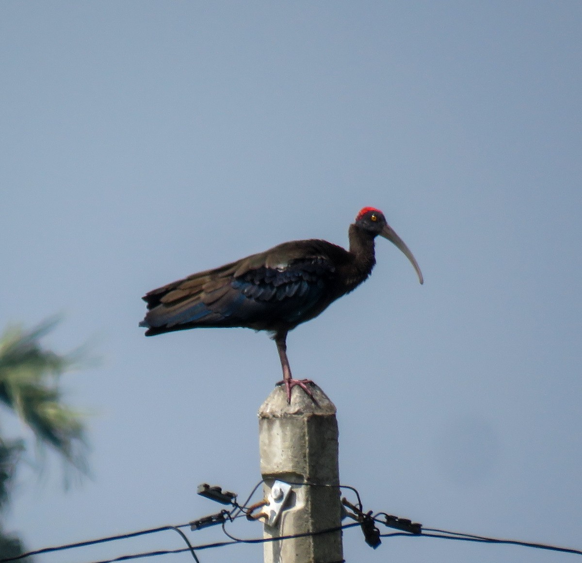 ibis bradavičnatý - ML524307261