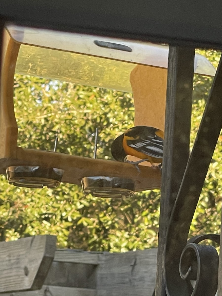 Bullock's/Baltimore Oriole - Ruth Collins