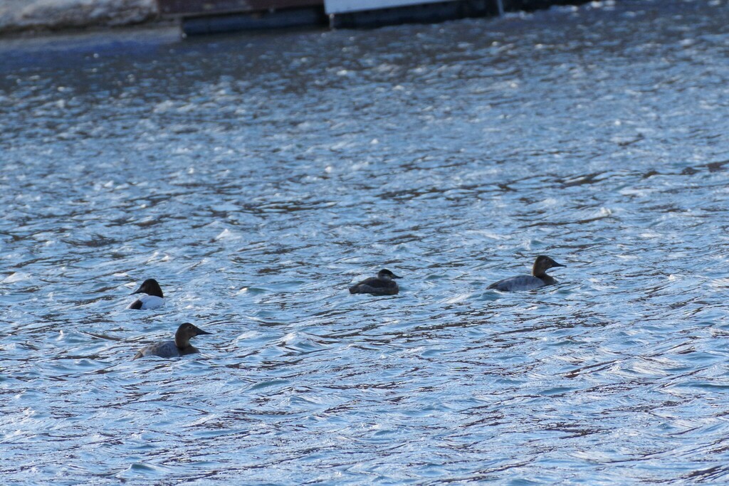 Canvasback - ML524308001