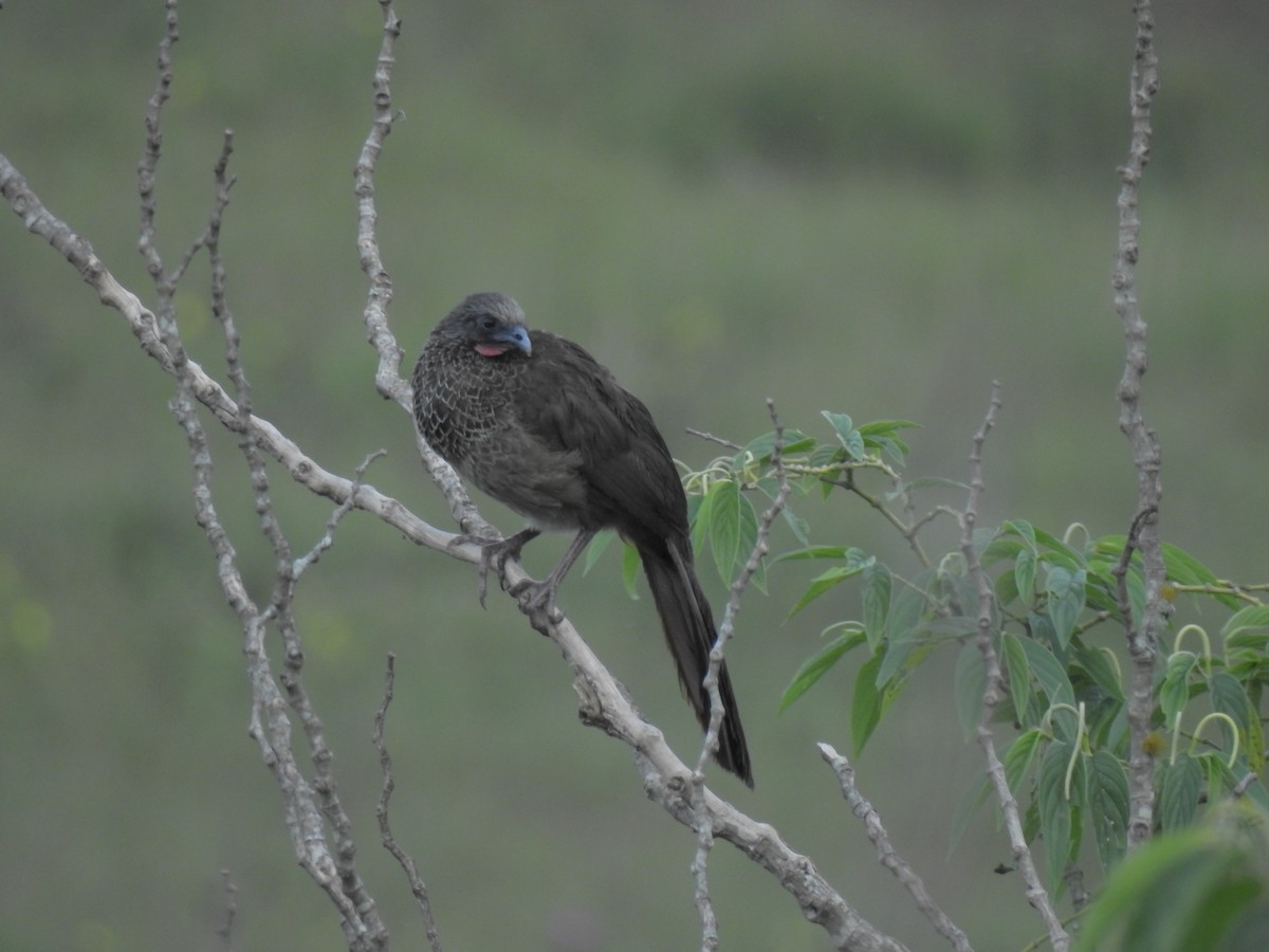 Colombian Chachalaca - ML52430841