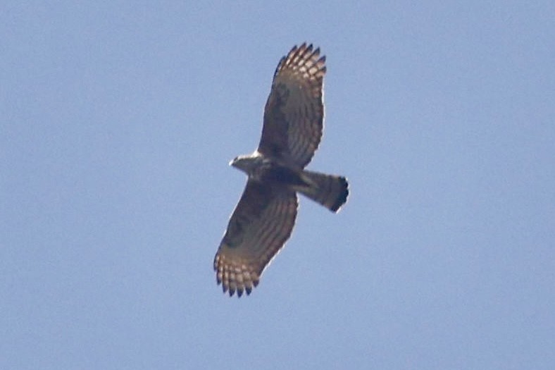 Changeable Hawk-Eagle - ML524308611