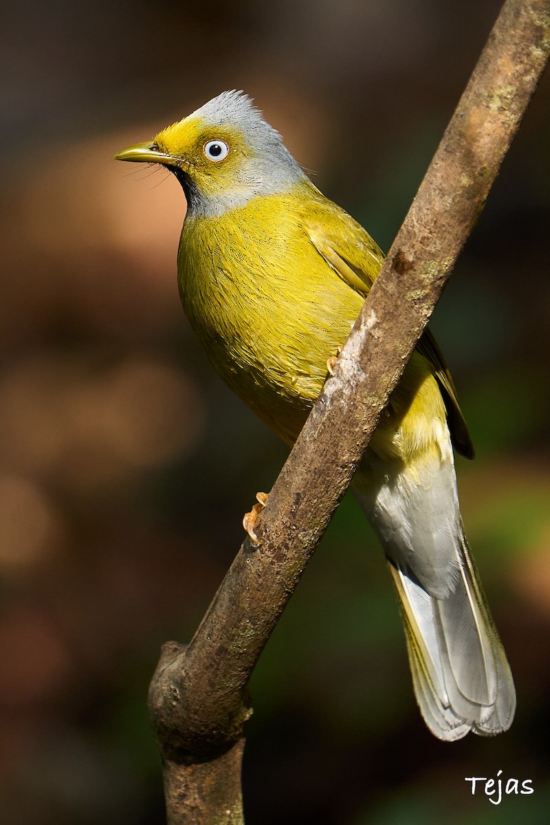 Gray-headed Bulbul - ML524308761