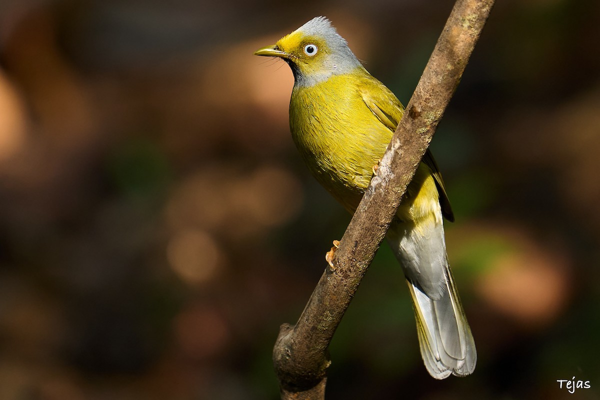 Gray-headed Bulbul - tejas k rao