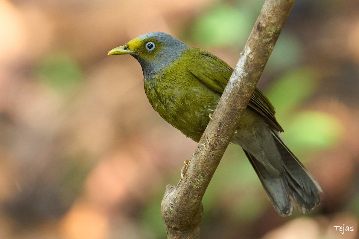 Gray-headed Bulbul - tejas k rao