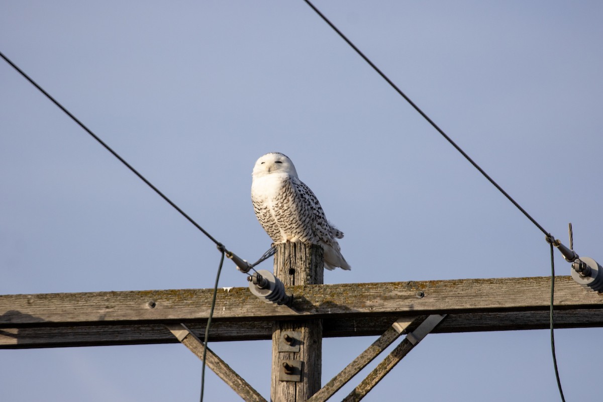 Snowy Owl - ML524308881