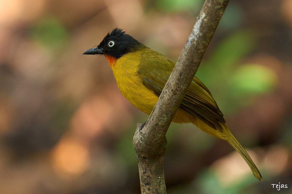 Flame-throated Bulbul - tejas k rao