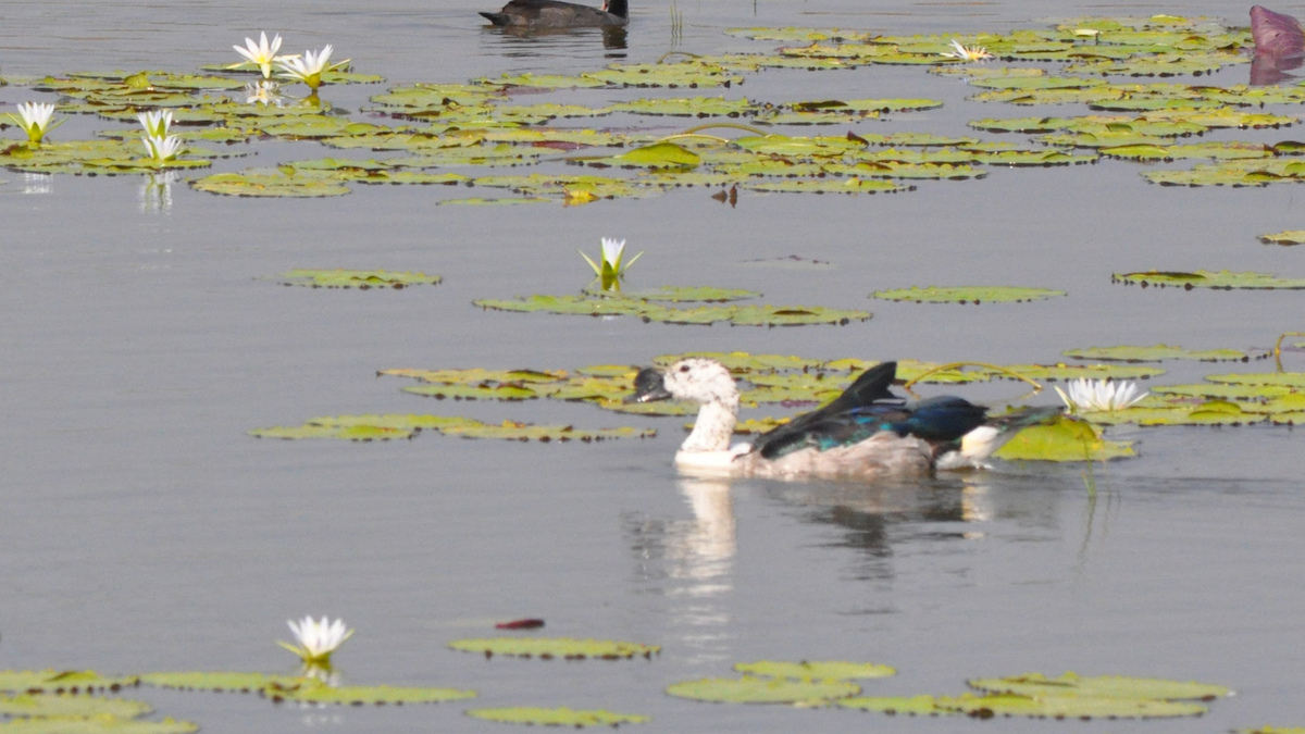Knob-billed Duck - ML524309261