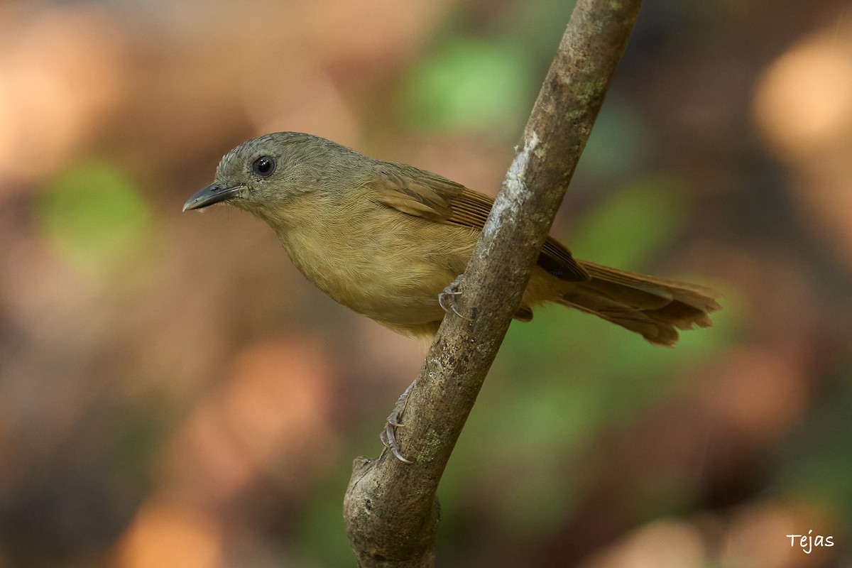 Brown-cheeked Fulvetta - ML524309391