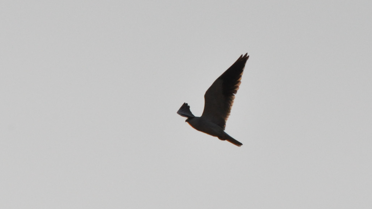 Black-winged Kite - ML524309531