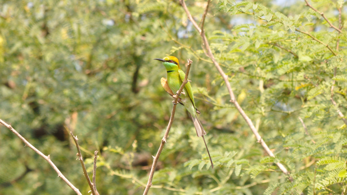 Asian Green Bee-eater - ML524309551