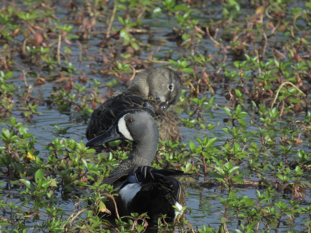 Blue-winged Teal - ML52430971