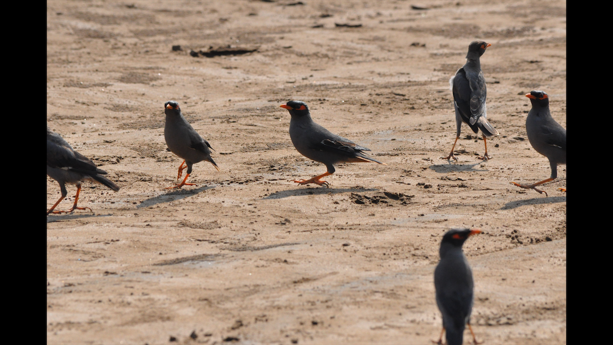 Bank Myna - ML524309741
