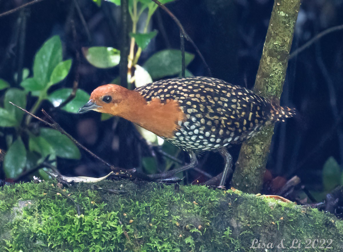 Buff-spotted Flufftail - Lisa & Li Li