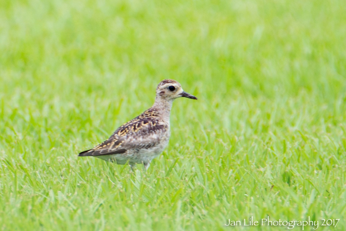 Pacific Golden-Plover - ML52431051