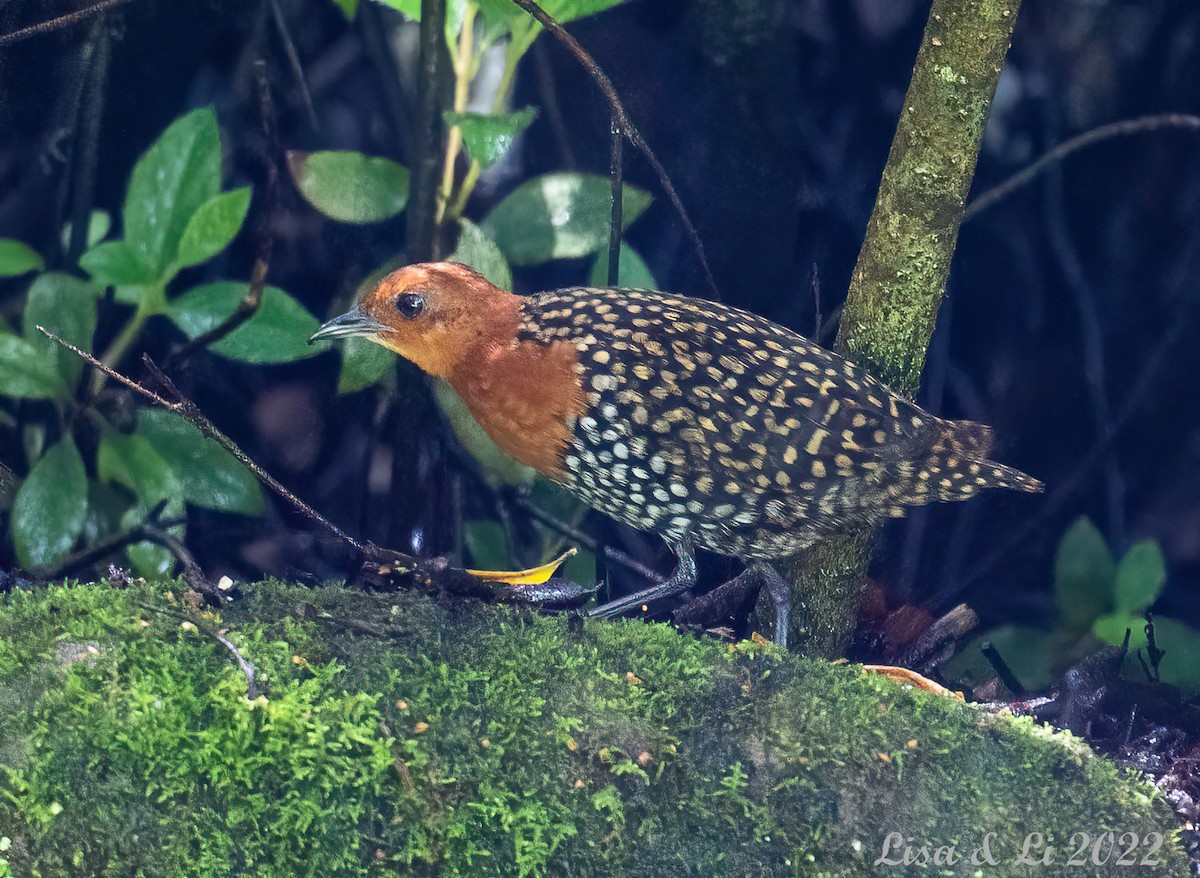 Buff-spotted Flufftail - ML524310551