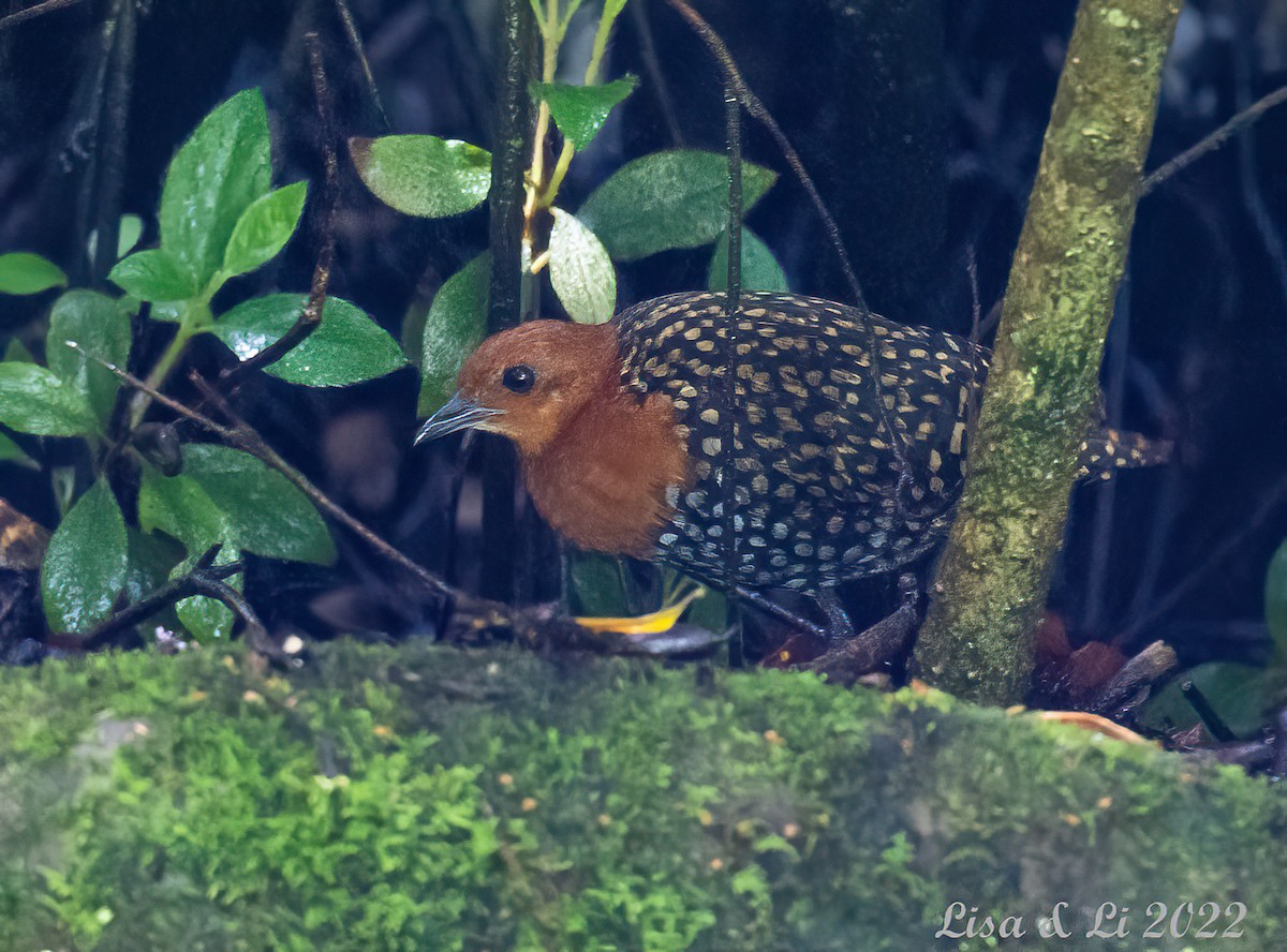 Buff-spotted Flufftail - ML524310571