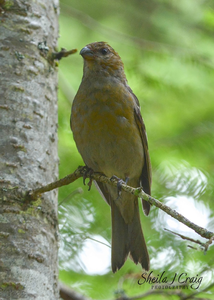 Pine Grosbeak - ML524310751