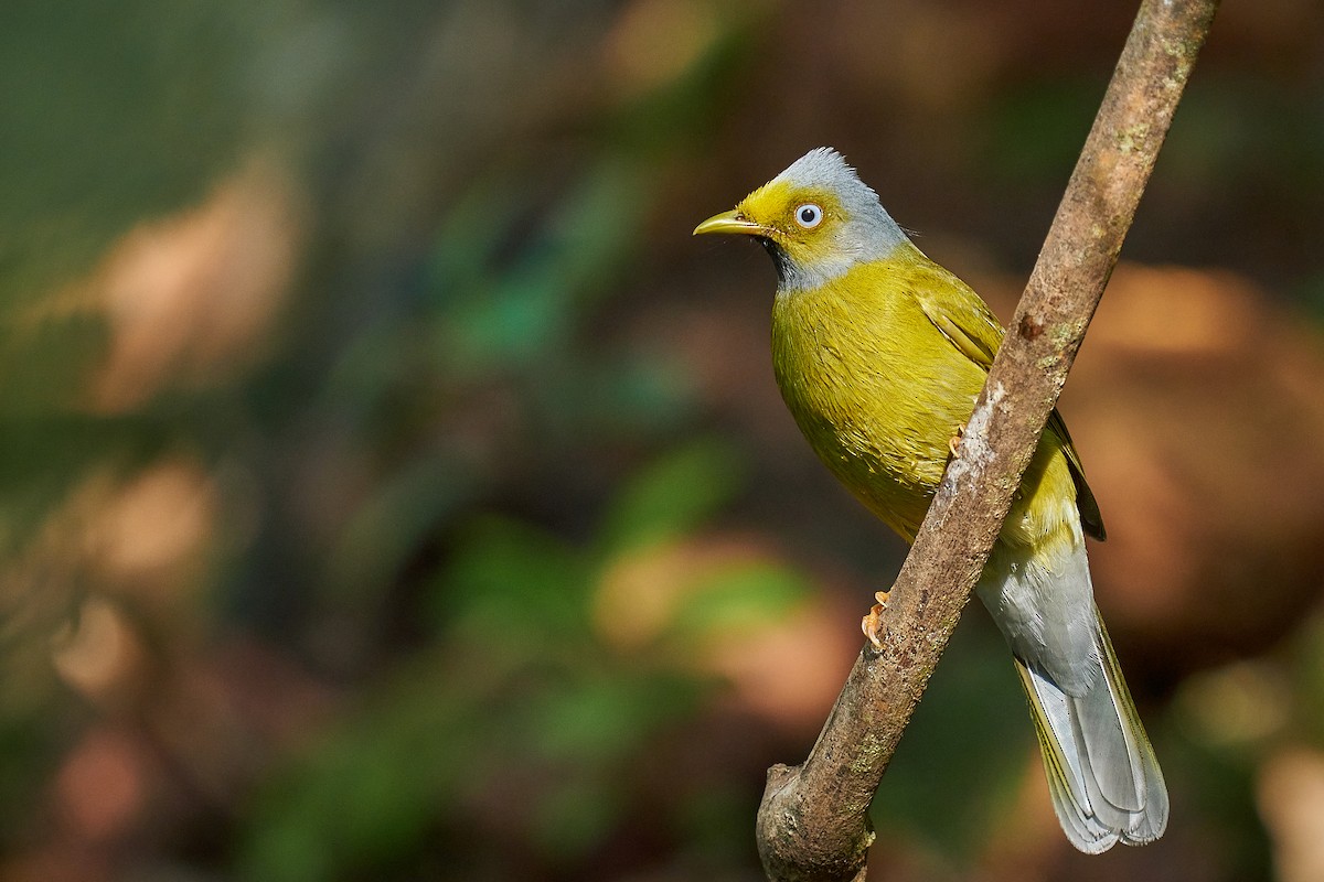 Gray-headed Bulbul - ML524310911