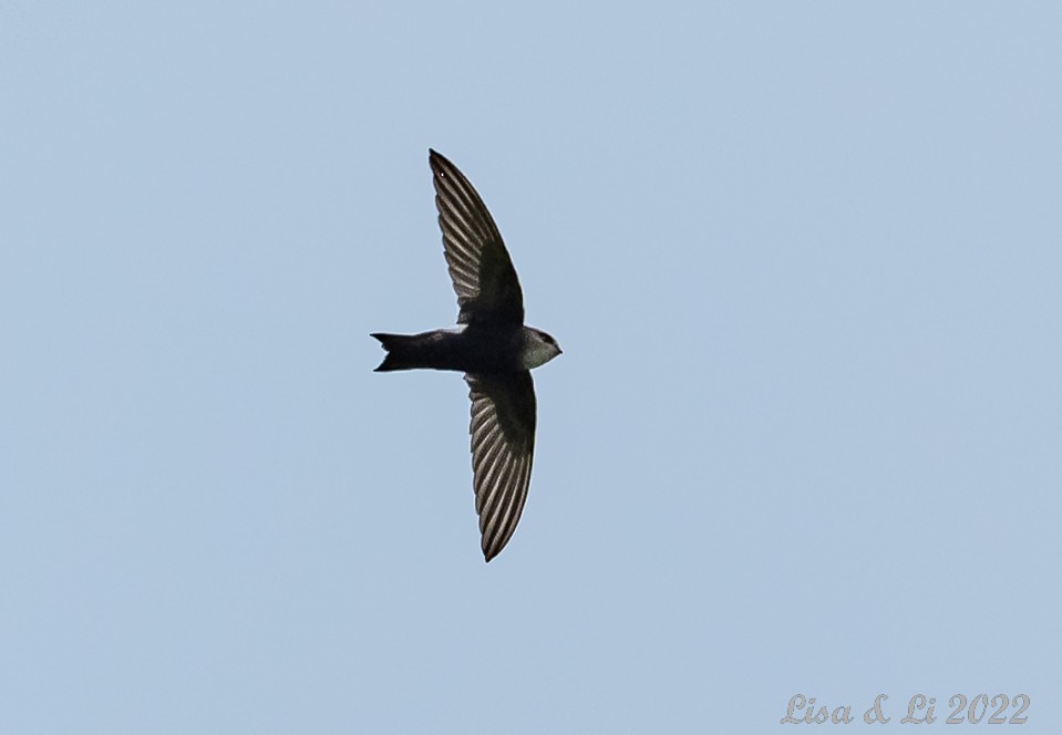 Horus Swift (White-rumped) - ML524311371