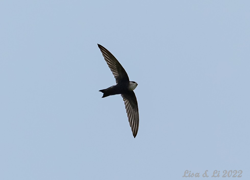 Horus Swift (White-rumped) - ML524311391