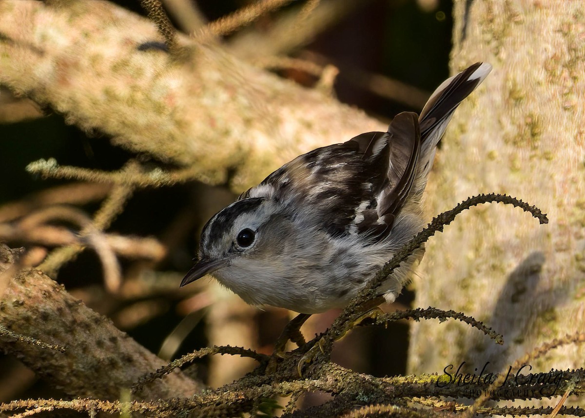Black-and-white Warbler - ML524311401