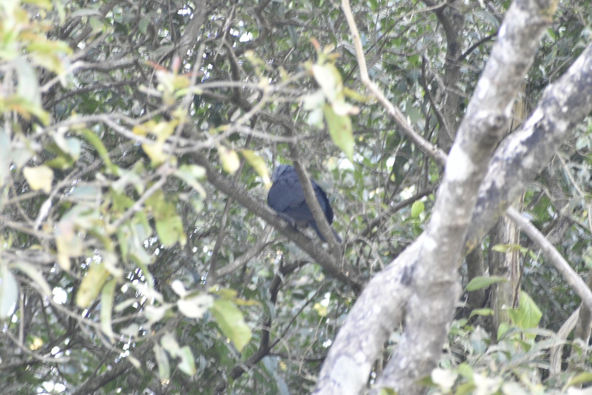 Nilgiri Wood-Pigeon - ML524311511