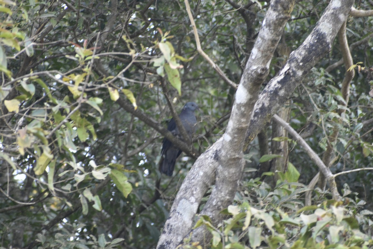 Nilgiri Wood-Pigeon - ML524311521