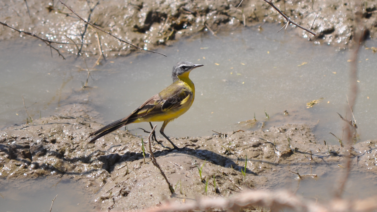 Western Yellow Wagtail - Anup Chavda