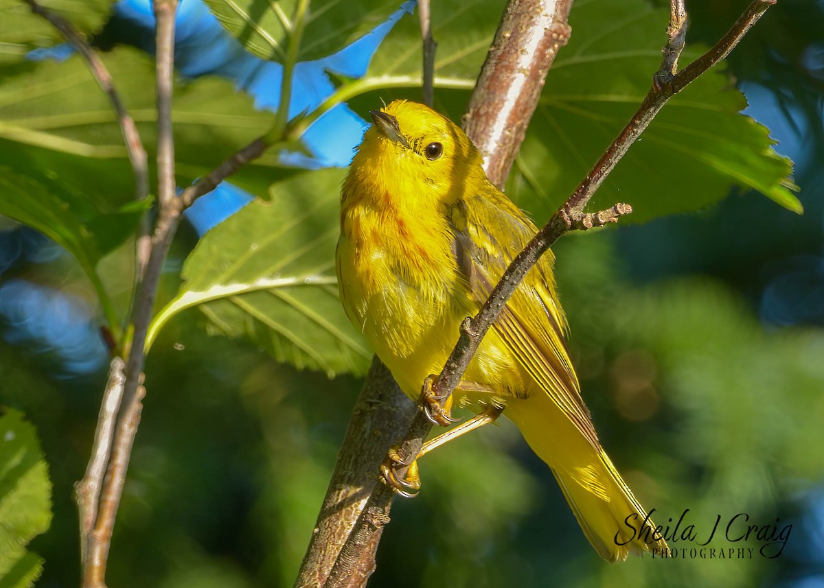 Yellow Warbler - ML524311821