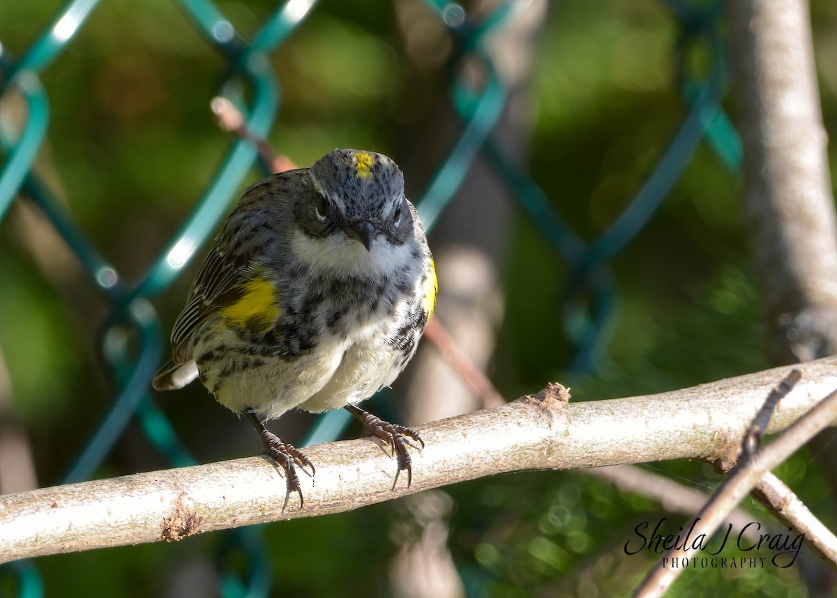 Yellow-rumped Warbler - ML524311851