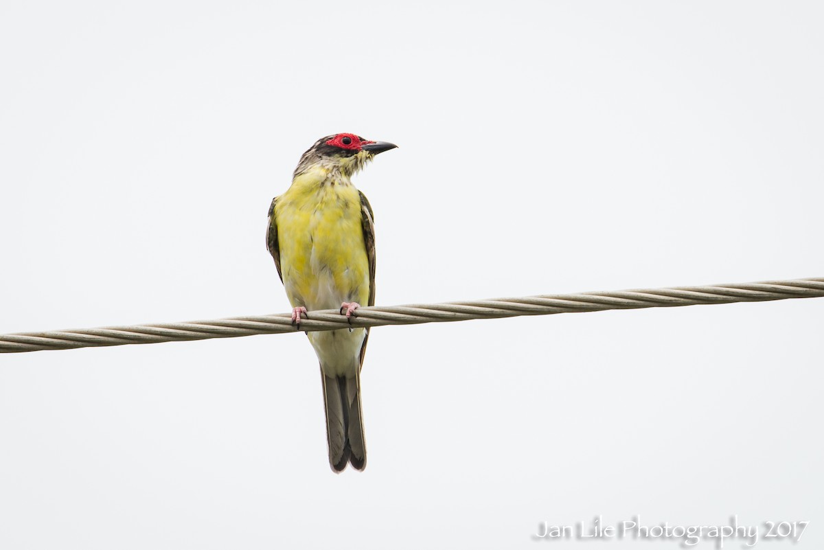 Australasian Figbird - ML52431191