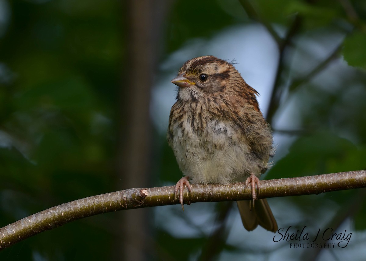 White-throated Sparrow - ML524311981