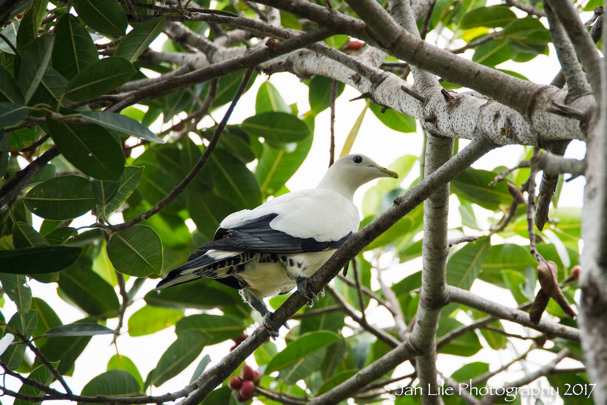 Torresian Imperial-Pigeon - ML52431211