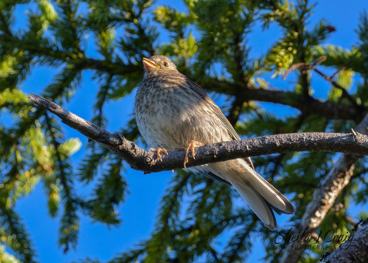 Dark-eyed Junco - ML524312281