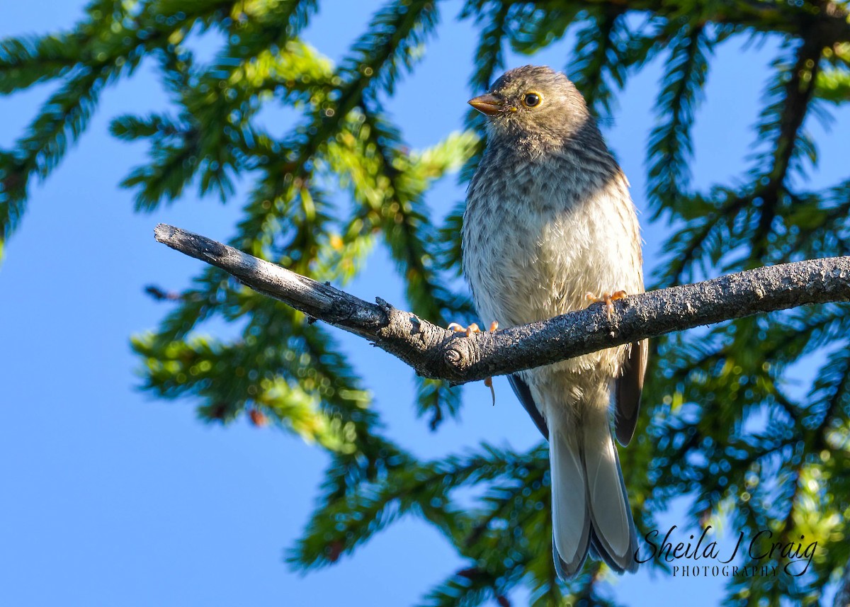 Dark-eyed Junco - ML524312301