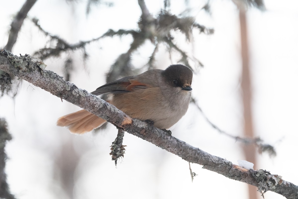 Siberian Jay - ML524312561