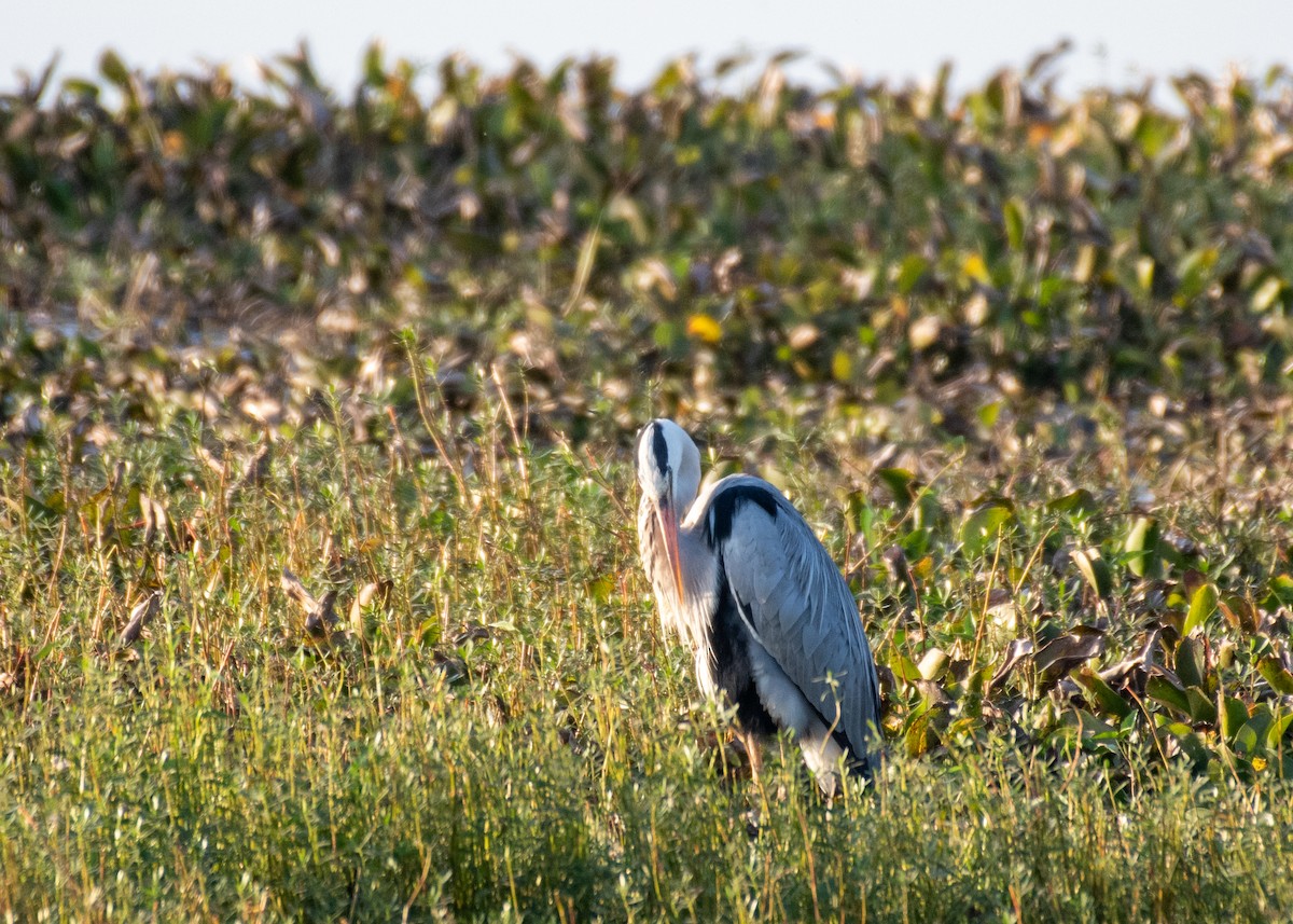 Gray Heron - ML524312801